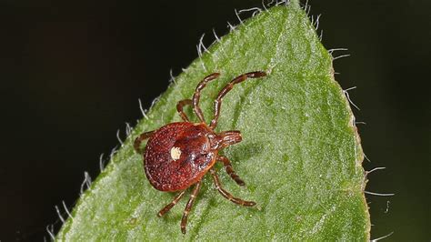 Research Shows New Reasons To Watch For Ticks In Georgia Wabe