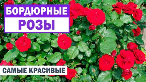 Обратите внимание на бордюрные розы! Цветут дольше других! - YouTube