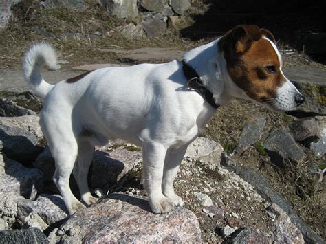 Все про тварин: Джек Рассел тер'єр (Jack Russell Terrier)