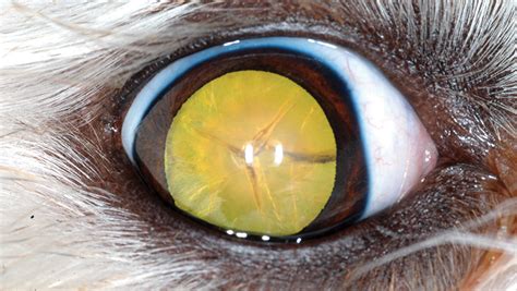 Cataracts In Dogs Clinicians Brief