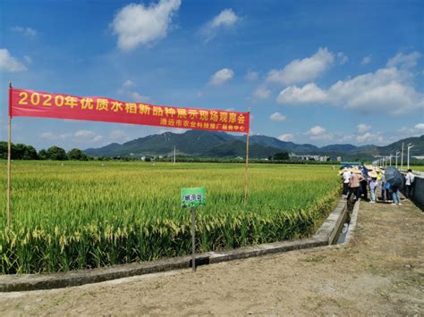 我市组织召开“2020年优质水稻新品种现场展示会暨培训会” 清远市人民政府门户网站