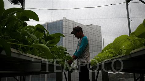 Pemanfaatan Ruang Di Atap Masjid Untuk Budidaya Hidroponik Berbasis