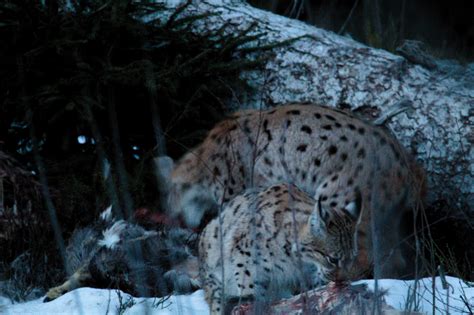 Waldökologie Wintersemester Lehrstuhl für Naturschutzbiologie und