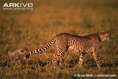 African Cheetah Facts & Information ~ Habitat, Status, Range...