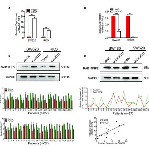 Casc Positively Regulated Rab Fip Expression In Crc Cells A D