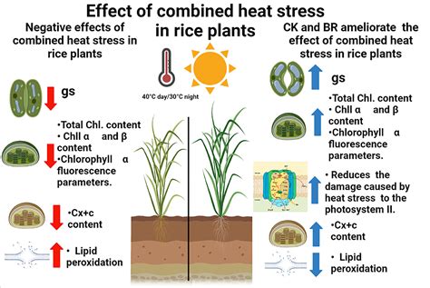 Frontiers Foliar Growth Regulator Sprays Induced Tolerance To