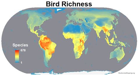 Mapping The Worlds Bird Diversity