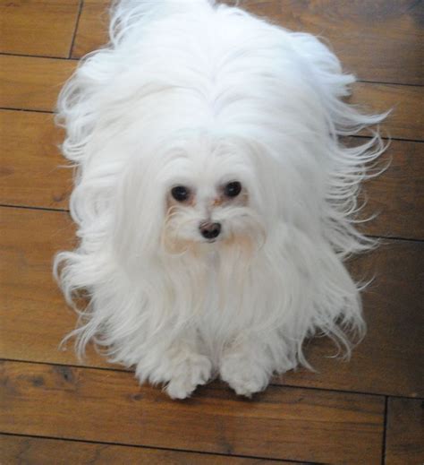 Best 25 Maltese Haircut Ideas On Pinterest Maltese Maltese Dogs And