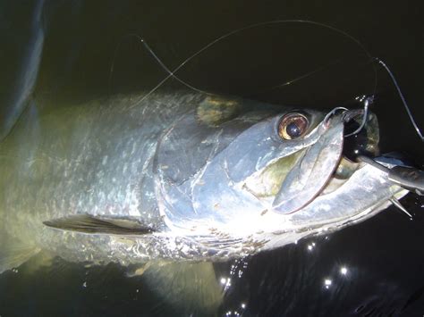 How To Catch Tarpon Alabama Tarpon Great Days Outdoors