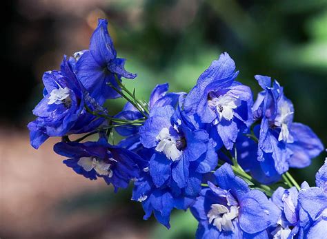 Larkspur Delphinium Spike Blue Hd Wallpaper Pxfuel