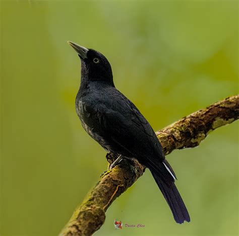 Bernier S Vanga One Of The Rarest Vanga Bird Species End Flickr