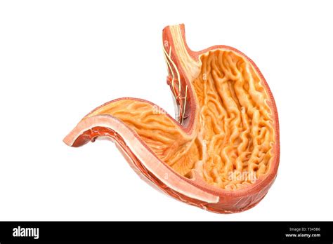 Human Stomach Cross Section Hi Res Stock Photography And Images Alamy