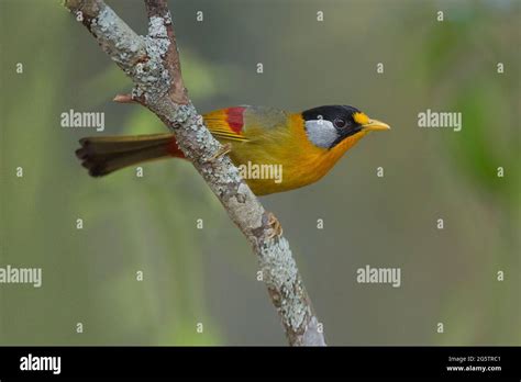 Silver Eared Mesia Hi Res Stock Photography And Images Alamy