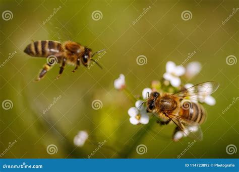 Dos Abejas En Una Flor Blanca Que Recogen El Polen Y Que Recolectan