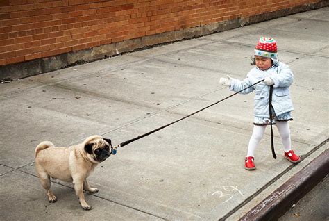 When Can I Let My Child Walk The Dog? - doggos.com