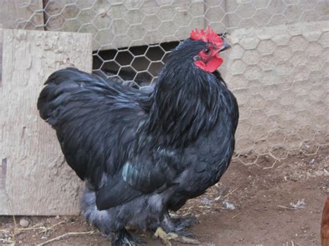 Black Cochin Bantam Chickens For Sale Cackle Hatchery®