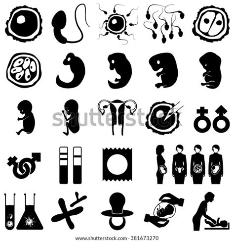 Pregnancy Icons Pregnancy Stage Development Embryo Stock Vector