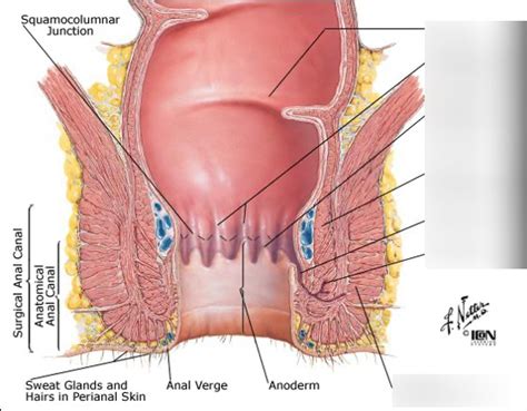 Rectum And Anus Diagram Quizlet