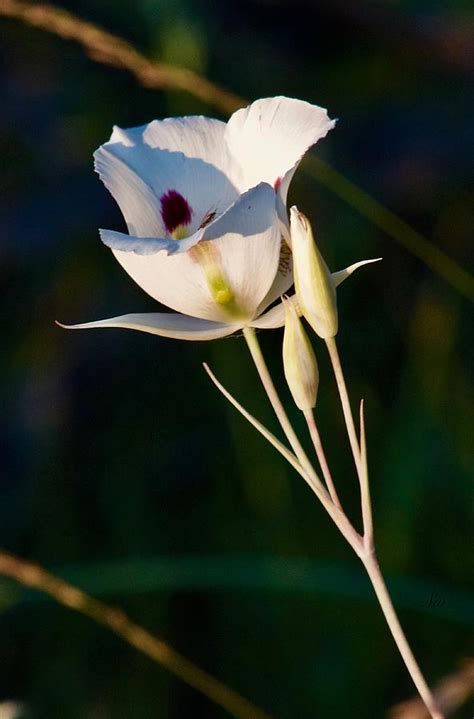 Utah State Flower Sego Lily Photograph By Sharon Watson Pixels