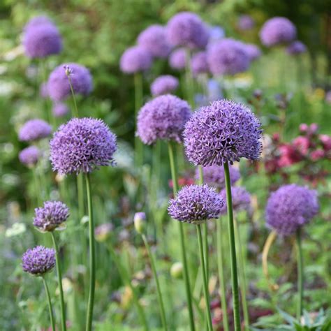 Allium Bulbs for Sale- Shop Ornamental Onions - Longfield Gardens