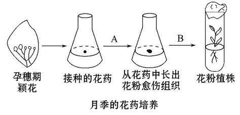 【世纪金榜】2016届高中生物第一轮复习练习 选13 4植物组织培养和酶的应用练习word文档在线阅读与下载无忧文档