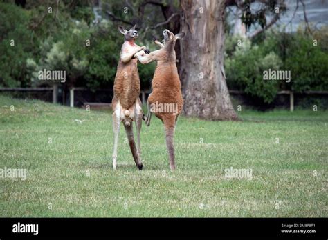 the two male kangaroos are fighting over who will end up mating with ...