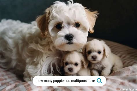 What Health Issues Do Maltipoos Have