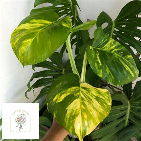 Jual Sirih Gading Variegata Kuning Jumbo Monstera Raisa Epipremnum