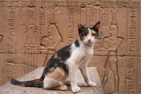 Egyptian Cat Names