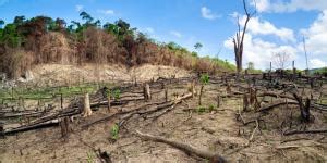 Desertizaci N Qu Es Causas Y Consecuencias Resumen