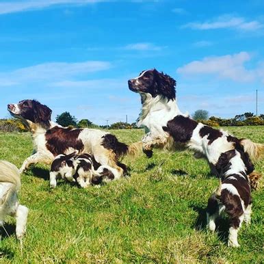 Gallery Bluebell Springer Spaniels