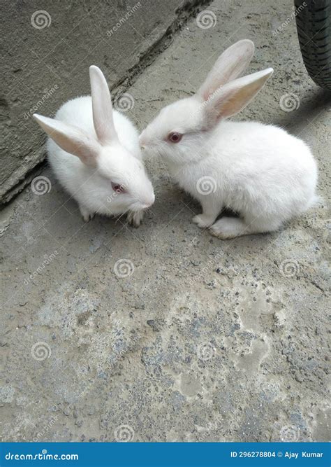 This Is A Pair Of Male And Female Rabbits Stock Photo Image Of