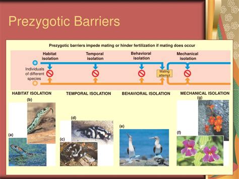 Ppt Speciation Powerpoint Presentation Free Download Id3009741