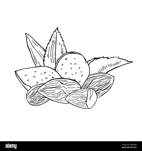 Vector Vintage Illustration Of Almond Seeds In Engraving Style Hand