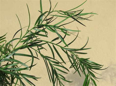 Photo Of The Leaves Of Weeping Podocarpus Afrocarpus Gracilior Posted