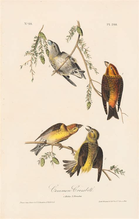 Audubon 1st Ed Octavo Pl 200 Common Crossbill 1st Edition Octavos