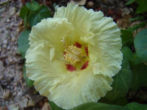 Desert Hibiscus Flower 2 First Leaf Flickr