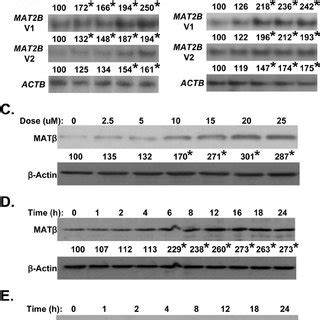 L Methionine Depletion Induces MAT2A MRNA Levels And MAT Activity In