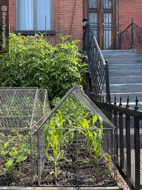 Chicken Wire Crop Coop Plant Protector Crop Cage