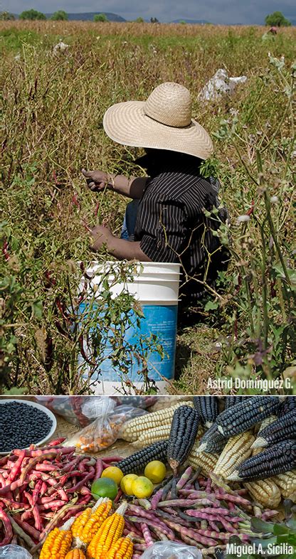 La Milpa Biodiversidad Mexicana