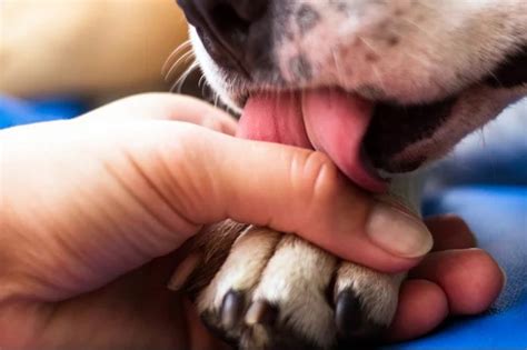 Pueden Los Humanos Contraer Sepsis De Los Perros