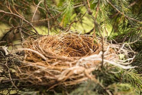 Empty Bird Nest In Tree