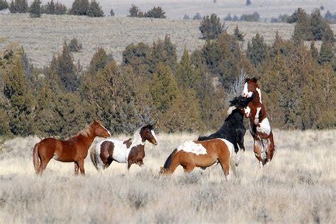 Feral Horses South Steens Hma Steens Mountain Oregon Ddz0017 A