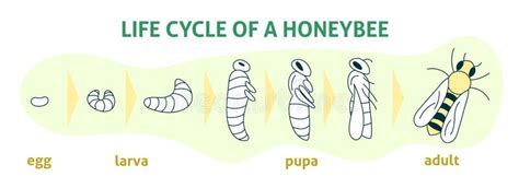 蜜蜂的生命周期 向量例证 插画 包括有 成人 硼硅酸盐 背包 传记 诞生 发展 收集 增长 39000956
