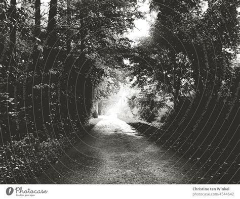 Dark Forest Path Black And White