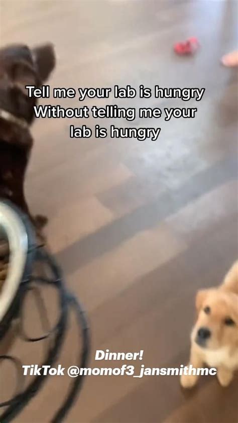 Hungry Labrador Puppy