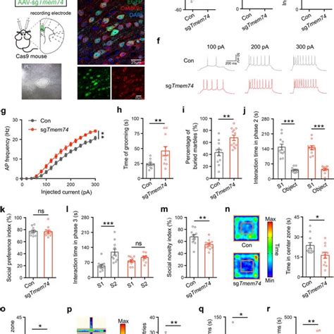 Tmem Mice Display Autistic Like Behaviors And Exhibit Abnormal