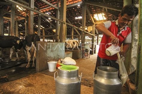 Produksi Susu Sapi Perah Antara Foto