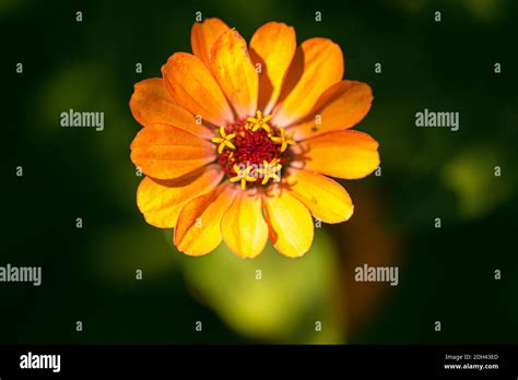 Tithonia rotundifolia flower in garden against green background Stock ...