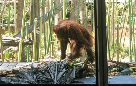 Orangutan Sanctuary - PJA Architects